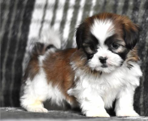 Adorable Male And Female Shih Tzu Puppies Ready