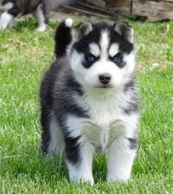  Sweet Siberian Husky Puppies For Sale