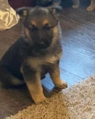 .German Shepard Pups