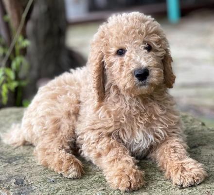 Playful and Amazing Goldendoodle Puppies For Sale