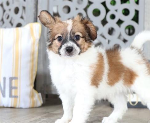  Lovable and Friendly Papillon Pups For Sale