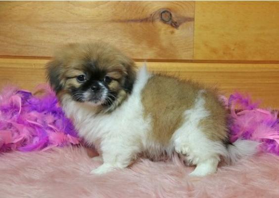 Cute and Cuddly Pekingese Puppies For Sale