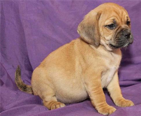 Good Looking Puggle Puppies Ready