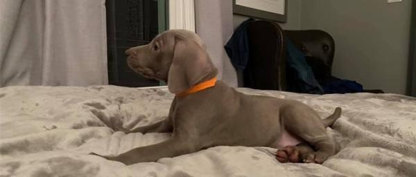  Well Socialized Weimaraner Puppies For Sale.