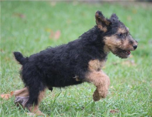  Welsh Terrier Puppies For Good Homes