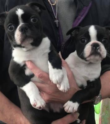 Stunning  Puppies From Health Tested Parents 