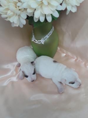 Peacemaking Jack Russell puppies 