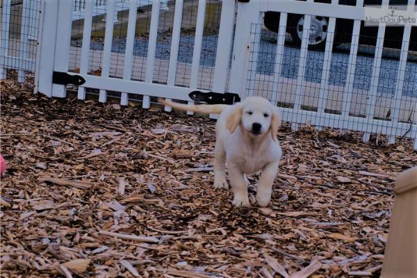 DFRS M/F Loving Basset Hound  Puppies 