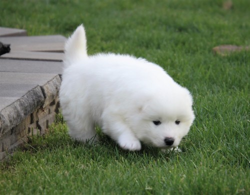 Balto  Samoyed Puppies for Sale