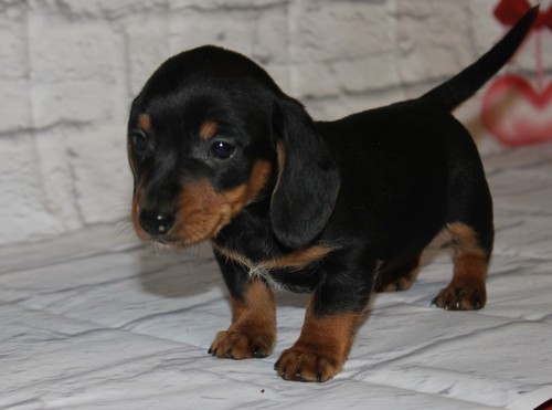 Dachshund Puppies For sale 
