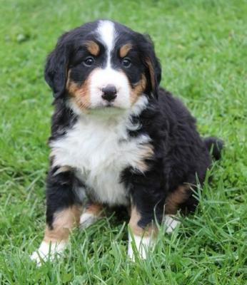 Full Bred Bernese Mountain Puppies for sale.