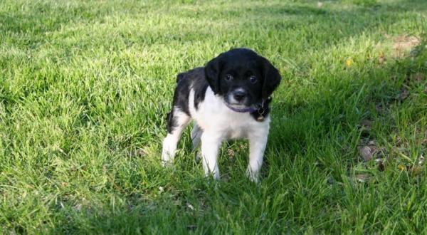  Quality French Brittany Spaniel Puppies For Sale.