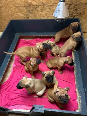 Bullmastif Puppies for sale