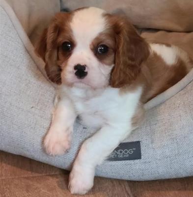 Cavalier King Charles Pups For Sale.