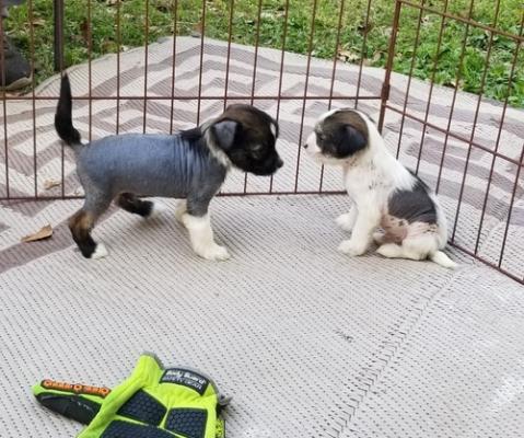 Chinese Crested puppies for sale