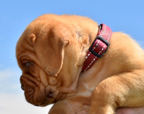 Dogue De Bordeaux puppies for sale