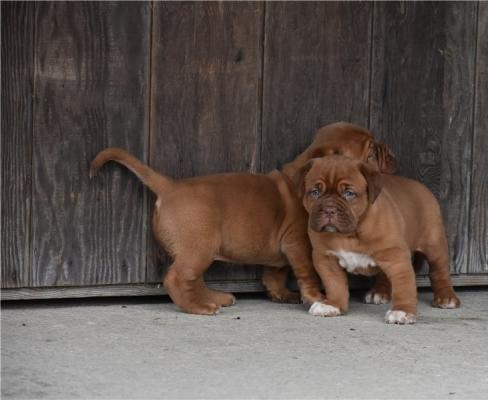 Dogue De Bordeaux Pups For Sale