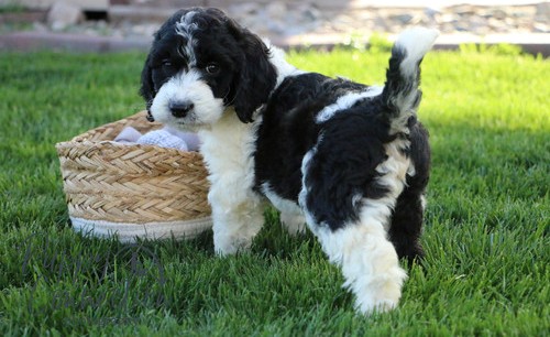 English Springer Spaniel puppies for sale