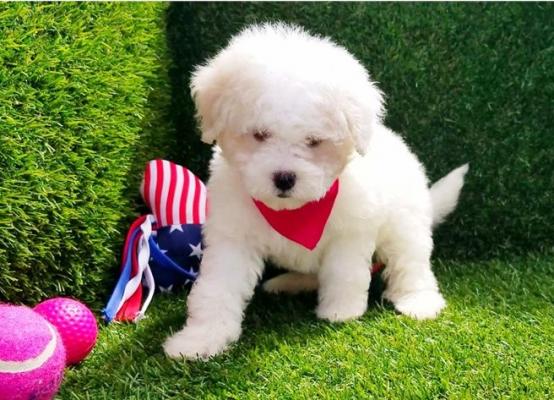 Outstanding Maltipoo Puppies (ready Now)