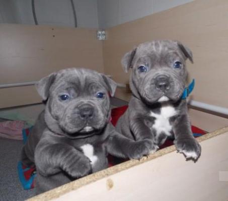 Staffordshire bull Terrier Puppies For Sale.