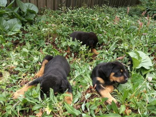 Black and Rust Rottweiler Puppies For sale