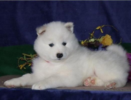 Beautiful Samoyed Puppies For Sale