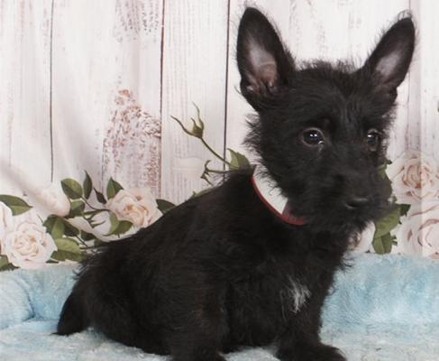 Gorgeous KC Reg Black Scottie Puppies For Sale