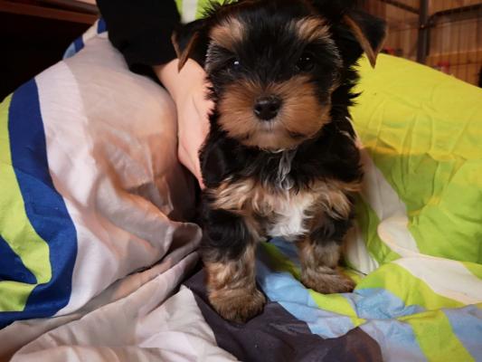 Tiny Yorkie Puppies For sale