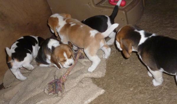 Tri Colour Beagle Puppies for sale