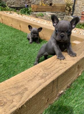 Blue French Bulldog Puppies for sale 