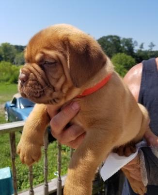 Dogue de Bordeaux Puppies For sale 
