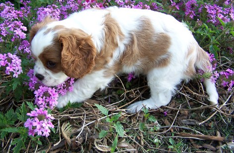 Cavalier King Charles Spaniel Puppies for sale 