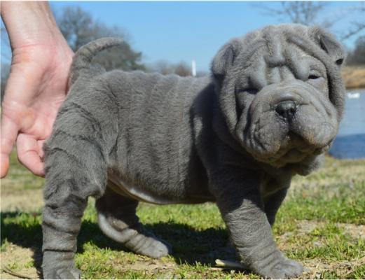 Chinese Shar-Pei puppies for sale