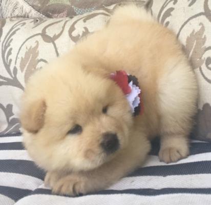 Chow Chow Puppies ready for sale 