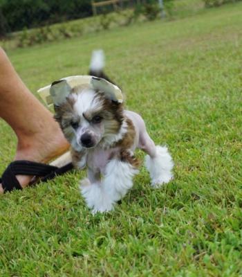 Adorable Chinese Crested Puppies For sale 