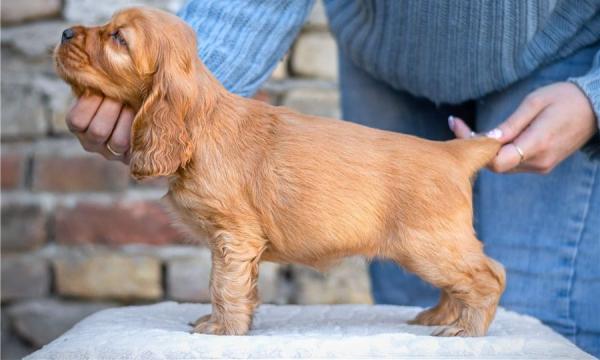English Cocker Spaniel puppies for sale