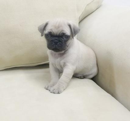 Pug Puppies For sale