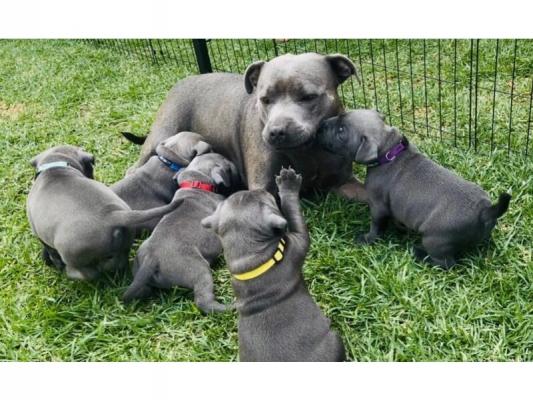 Blue Staffordshire Bull Terrier Puppies For sale 