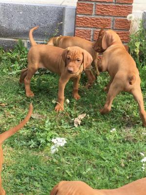Hungarian Vizsla Puppies Ready for new home 