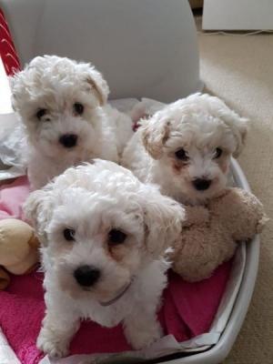 Bichon Frise Puppy Ready For Adoption!