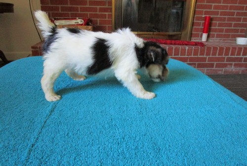 Wire Fox Terrier puppies for sale