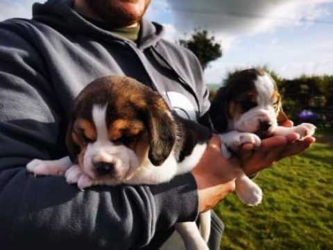 Beautiful Beagle Puppys