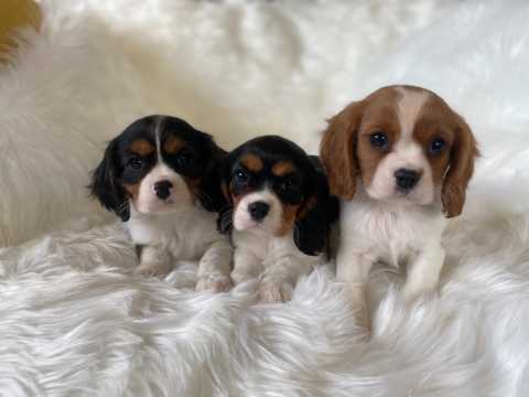 Extensively Health Tested Cavalier Puppies
