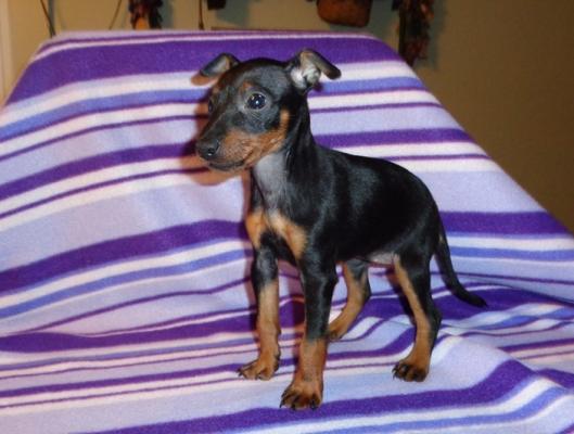Manchester Terrier puppies for sale