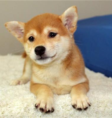 Shiba Inu puppies for 