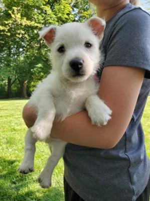 AKC Top West Highland White Terrier Pups for sale