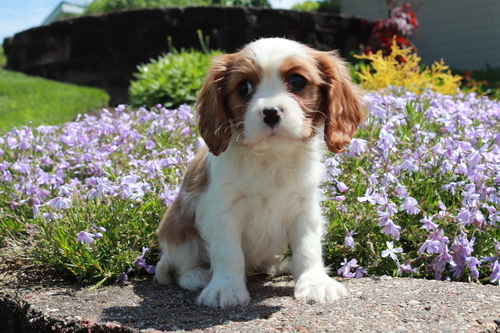 KC Registered Cavalier King Charles puppies 