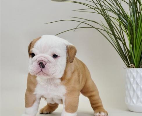Well socialized English Bulldog Pup available