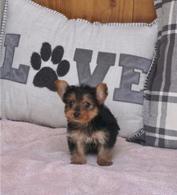Lovely Yorkshire Terrier Puppies available