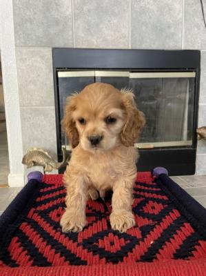 KC Registered Cocker Spaniel Pups available